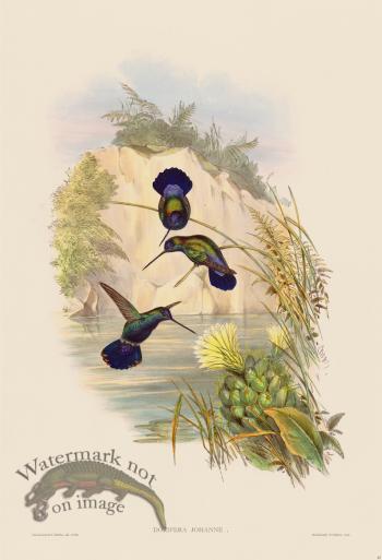 Gould Hummingbird 087